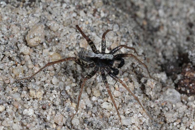 Pardosa_lugubris_D7409_Z_90_NP De Hoge Veluwe_Nederland.jpg